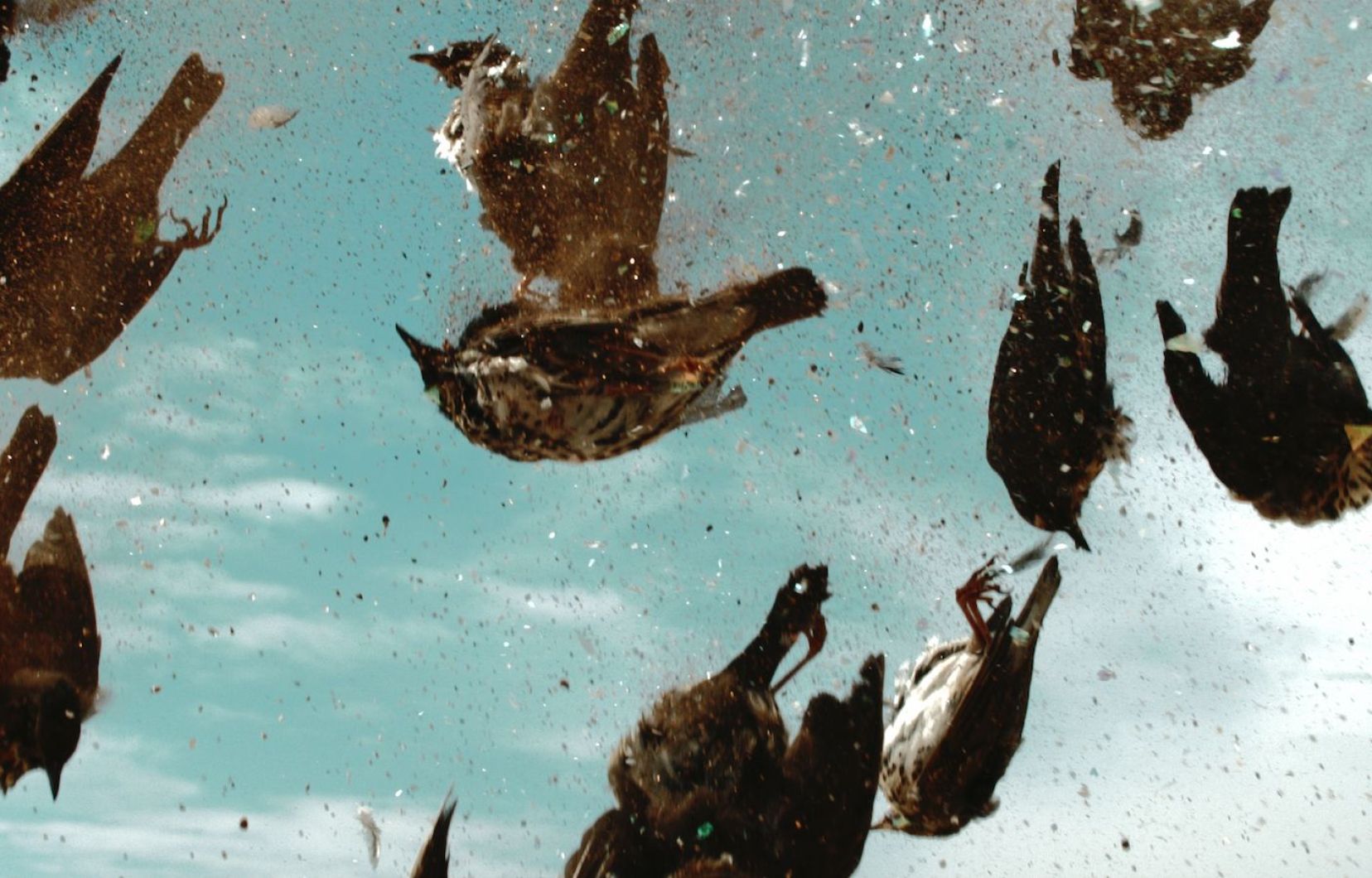 “Depression of the Landscape”: People, An animal stupid than others